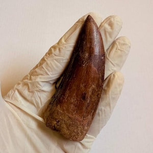 Real Carcharodontosaurus Dinosaur Tooth Fossil: 95 Million Year Old Predator