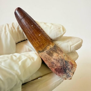 Massive Authentic Spinosaurus Tooth – Cretaceous Era Dinosaur Fossil – Rare Find