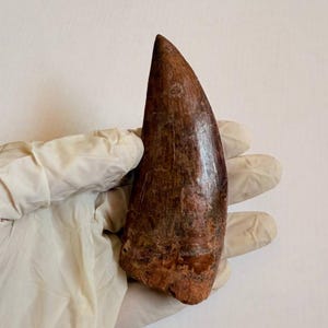 Large Carcharodontosaurus Dinosaur Tooth Fossil: 95 Million Year Old Cretaceous Predator
