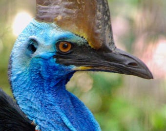 Australian Cassowary Bird Photograph | Exotic Wildlife Wall Art | Nature Photography Print