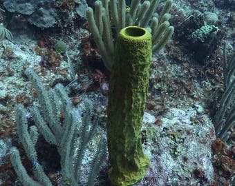 Cozumel Green Sponge Underwater Photography (Digital Download)