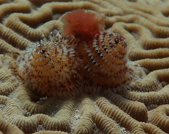 Brain Coral Macro Photograph: Coastal Wall Art