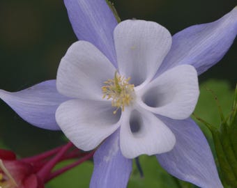 Columbine Flower Macro Photography Print: Botanical Art