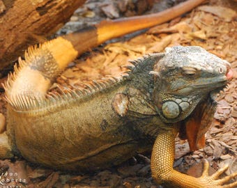 Green Iguana Photo Print - Cairns Australia Reptile Art