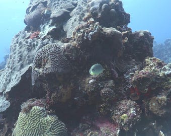 Coral Reef Print: Grand Cayman Underwater Photography