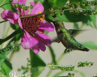 Anna's Hummingbird Photograph: Winnipeg Summer 2024 | Nature Wall Art | Pink Zinnia Garden Photography