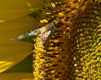 Sunflower and Bee