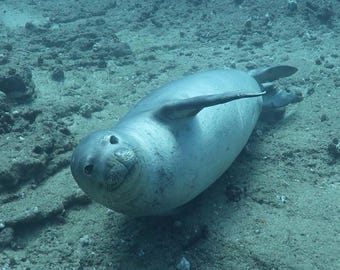 Monk Seal Pup