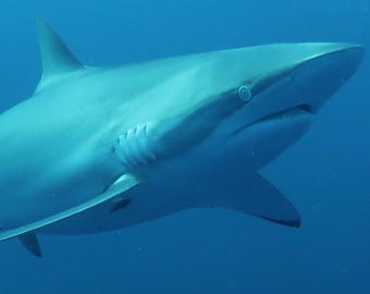 Shark Eye Photo: Silky Shark Portrait - West Palm Beach, Florida