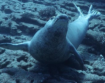 Monk Seal Barking