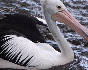 Australian Pelican Photograph, Cairns, QLD Coastal Bird Art | Pelican Wildlife Photography | Coastal Bird Wall Art | Ocean Nature