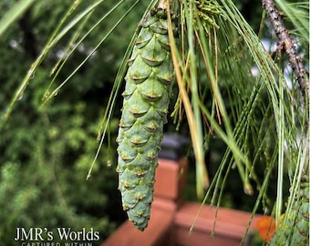 After the Rain | Pine Cone Photography Print | Nature Wall Art | Fine Art Botanical Photography | Captured Within