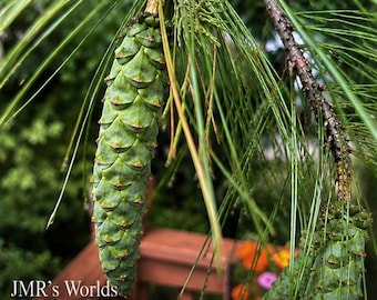 Summer Rain on the Pines | Pine Cone Photography | Botanical Wall Art | Nature Print | Captured Within