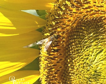 Sunflower Bee Wall Art Print | Golden Nature Photography | Rustic Farmhouse Decor | Bright Floral Wall Art