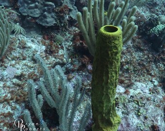 Cozumel Green Sponge Coral Print | Matted Underwater Ocean Photography | Coastal Wall Art | Marine Life Decor
