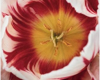 Captured Within Tulip | Fine Art Flower Photography Print | Red and White Tulip Macro Photo | Botanical Wall Art | JMR's Worlds
