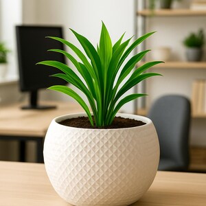 May include: A vibrant green plant with long, slender leaves sprouts from dark soil in a white, textured, spherical pot. The pot has a diamond pattern. The plant sits on a light-coloured wooden desk in a well-lit room.