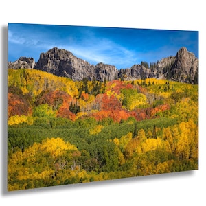 Colorado Aspen Fall Foliage Photo Kebler Pass Autumn Forest Print Rare Red Aspen Tree Photography Rocky Mountain Landscape Wall Art Nature