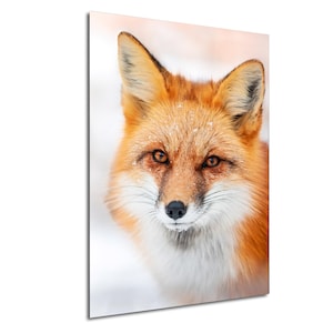 Red Fox Portrait Snow Photo Wildlife Photography Baby Fox First Snow Animal Nature Print Winter Arctic Fox Species Wall Art