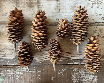 Set of 6 Natural Pine Cones | Rustic Fall Decor, Thanksgiving Decorations, Farmhouse Mantel Decor, Seasonal Wedding, Christmas Holiday Decor