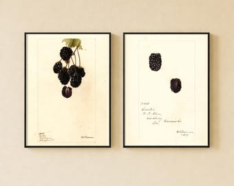 Vintage Blackberry Wall Art Set, Antique Botanical Illustration, Country Farmhouse Kitchen Decor, Fruit Artwork, Digital Download