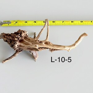 May include: A piece of light brown driftwood with a textured, knotted burl section on the left side and a smooth, tapering branch extending to the right. A yellow measuring tape positioned above shows a length of approximately 11 inches. Text L-10-5.