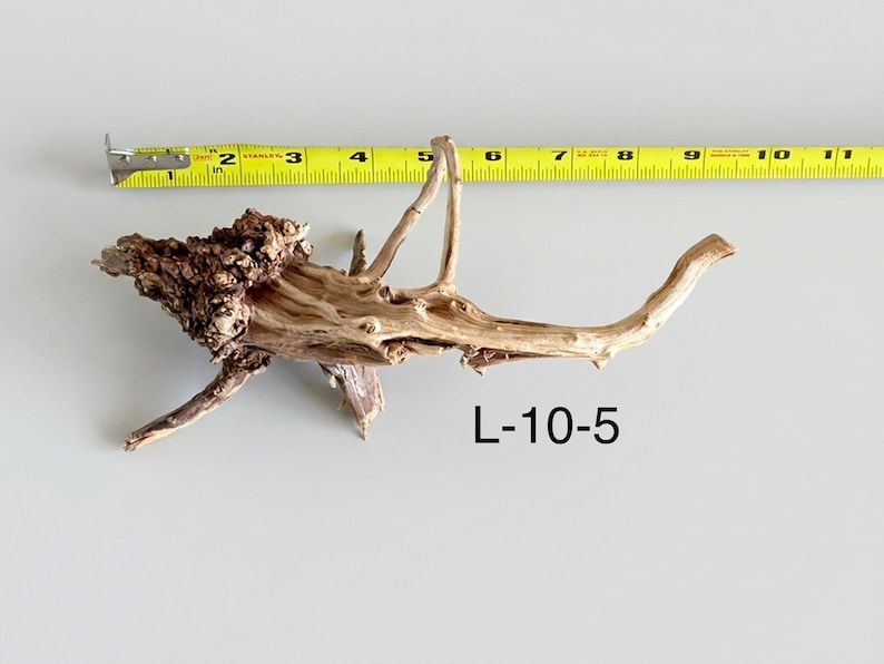 May include: A piece of light brown driftwood with a textured, knotted burl section on the left side and a smooth, tapering branch extending to the right. A yellow measuring tape positioned above shows a length of approximately 11 inches. Text L-10-5.