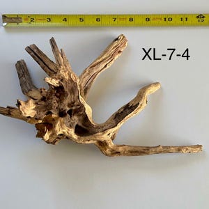 May include: A piece of light brown driftwood with a complex, branching root structure. A yellow measuring tape is positioned above the wood, showing a width of approximately 14 inches. The text XL-7-4 is printed in black to the right of the wood.