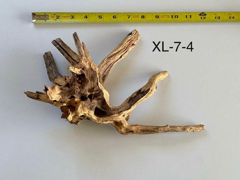 May include: A piece of light brown driftwood with a complex, branching root structure. A yellow measuring tape is positioned above the wood, showing a width of approximately 14 inches. The text XL-7-4 is printed in black to the right of the wood.
