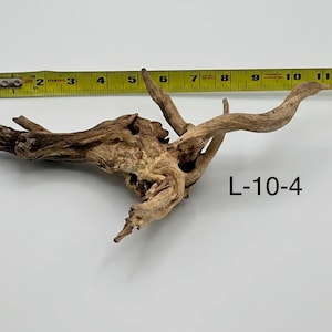 May include: A piece of light brown driftwood with a textured, gnarled surface and multiple branching limbs. A yellow measuring tape is positioned above the wood, showing a length of approximately 12 inches. The text L-10-4 is visible.