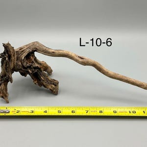 May include: A piece of brown driftwood labeled L-10-6, featuring a gnarled, textured root base and a long, slender branch extending to the right, positioned above a yellow measuring tape that shows a length of approximately 11.5 inches.