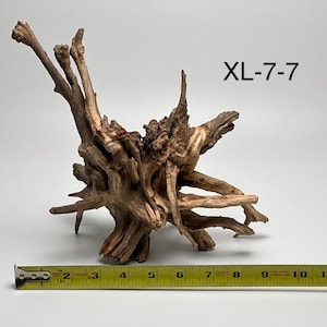 May include: A piece of brown driftwood with complex, gnarled branches and a textured surface. The wood is labeled XL-7-7 and is positioned next to a yellow measuring tape that shows the piece is approximately 12 inches wide at its base.