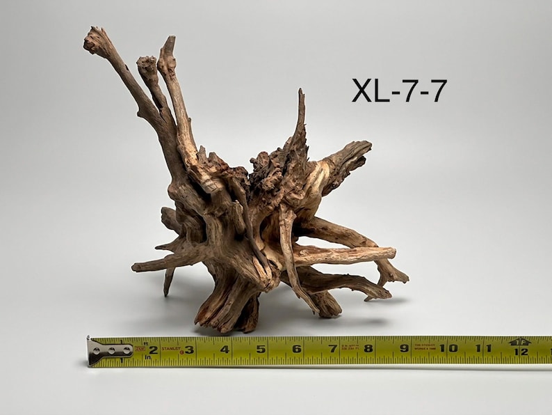 May include: A piece of brown driftwood with complex, gnarled branches and a textured surface. The wood is labeled XL-7-7 and is positioned next to a yellow measuring tape that shows the piece is approximately 12 inches wide at its base.