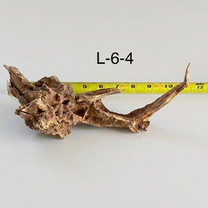 May include: A piece of brown driftwood labeled L-6-4, positioned next to a yellow measuring tape that shows the object spans approximately 11 inches in length. The wood features a textured, weathered surface with a pointed, extended branch.