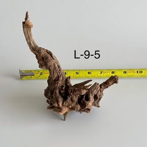 May include: A piece of brown driftwood labeled L-9-5, positioned in front of a yellow measuring tape. The wood features a gnarled, textured surface with multiple branches and knots, measuring approximately 8 inches in total width.
