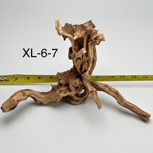 May include: A light brown piece of driftwood labeled XL-6-7, featuring a gnarled, twisted structure with multiple protruding branches. A yellow measuring tape is positioned behind the wood, showing a total width of approximately 15 inches.