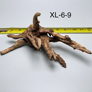 May include: A piece of brown driftwood with multiple branching limbs, labeled XL-6-9. A yellow measuring tape is positioned behind the wood, showing a width of approximately 11 inches from the leftmost tip to the rightmost edge of the wood.