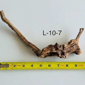 May include: A piece of light brown driftwood with a textured, gnarled surface and a long, thin branch extending to the left. The text L-10-7 is printed above the wood, which is positioned next to a yellow measuring tape showing 11 inches.