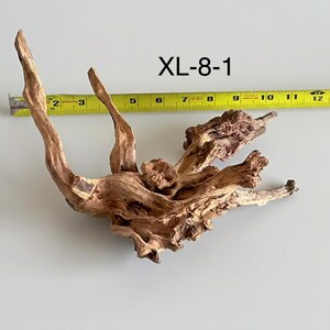 May include: A piece of light brown driftwood labeled XL-8-1, positioned next to a yellow measuring tape that shows the object spans approximately 14 inches in width. The wood features a gnarled, textured surface with multiple branches.