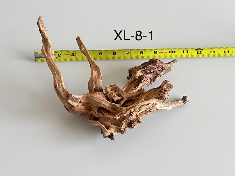 May include: A piece of light brown driftwood labeled XL-8-1, positioned next to a yellow measuring tape that shows the object spans approximately 14 inches in width. The wood features a gnarled, textured surface with multiple branches.
