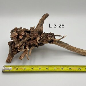 May include: A piece of brown driftwood with a complex, gnarled root structure and a single elongated branch extending to the right. The text L-3-26 is visible above the wood. A yellow measuring tape shows the piece is 12 inches long.