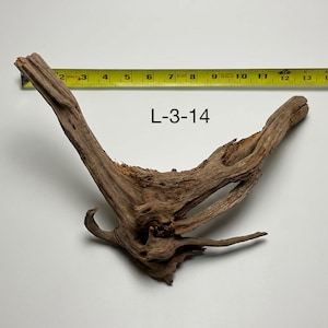 May include: A piece of brown driftwood labeled L-3-14, positioned next to a yellow measuring tape that shows the object spans approximately 16 inches in width. The wood features a V-shaped structure with a textured, weathered surface.