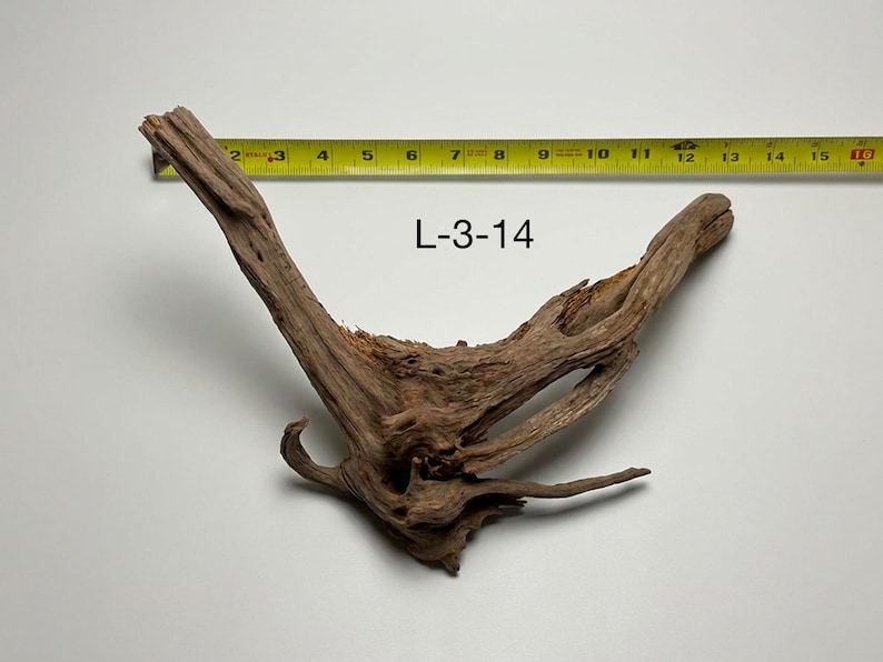 May include: A piece of brown driftwood labeled L-3-14, positioned next to a yellow measuring tape that shows the object spans approximately 16 inches in width. The wood features a V-shaped structure with a textured, weathered surface.