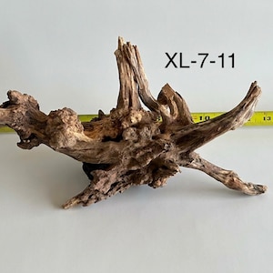 May include: A piece of brown driftwood with a gnarled, textured surface and multiple protruding branches. The text XL-7-11 is visible above the wood. A yellow measuring tape is positioned behind the wood, showing a length of approximately 7 inches.