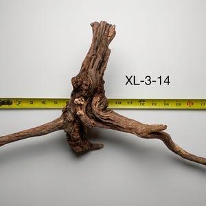 May include: A piece of brown driftwood with a textured, gnarled surface and multiple extending branches. A yellow measuring tape is positioned behind the wood, showing a width of approximately 19 inches. The text XL-3-14 is printed in black.