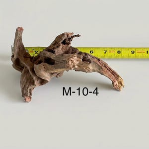 May include: A piece of brown driftwood labeled M-10-4, positioned next to a yellow measuring tape that shows the object spans approximately 9 inches in length. The wood features a gnarled, organic texture with various hollows and branches.