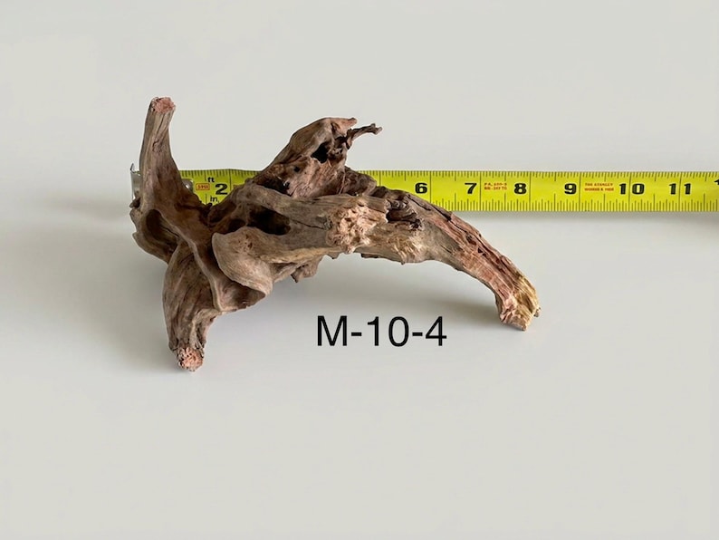 May include: A piece of brown driftwood labeled M-10-4, positioned next to a yellow measuring tape that shows the object spans approximately 9 inches in length. The wood features a gnarled, organic texture with various hollows and branches.