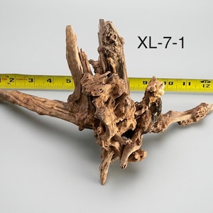 May include: A piece of brown driftwood labeled XL-7-1, positioned in front of a yellow measuring tape. The wood features a complex, gnarled structure with multiple branches and textured surfaces, measuring approximately 14 inches in total width.