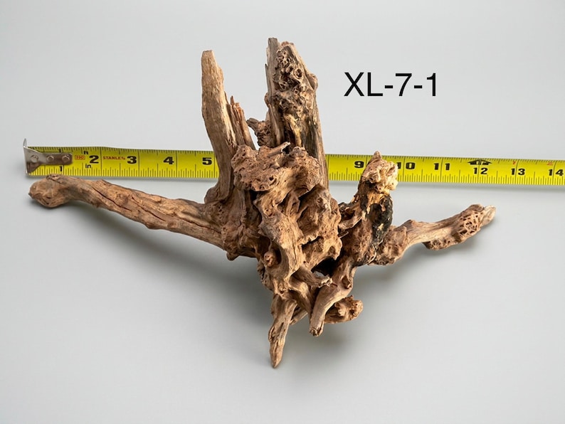 May include: A piece of brown driftwood labeled XL-7-1, positioned in front of a yellow measuring tape. The wood features a complex, gnarled structure with multiple branches and textured surfaces, measuring approximately 14 inches in total width.
