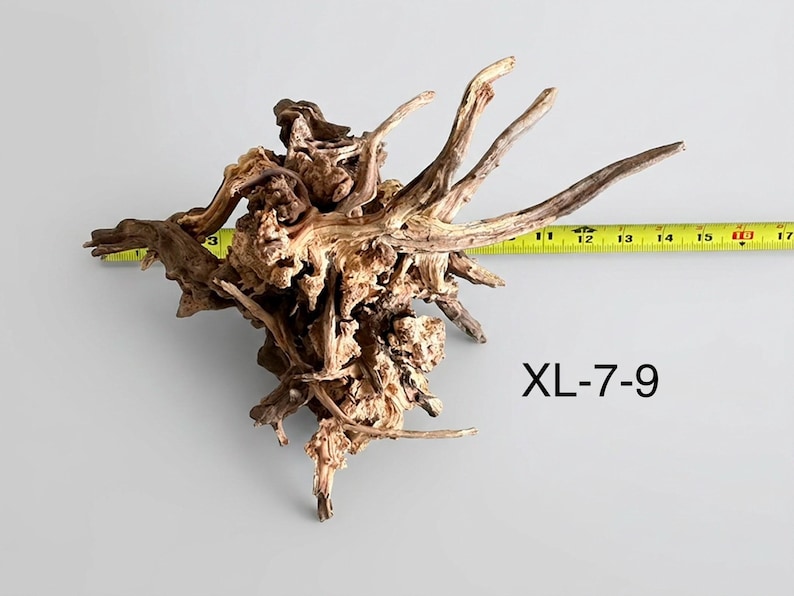 May include: A piece of light brown driftwood with a complex, gnarled root structure. A yellow measuring tape is positioned behind the wood, showing a width of approximately 15 inches. The text XL-7-9 is printed in black on the lower right side.